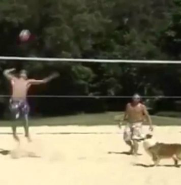 Allsportspk Team Work: Dog Teammate