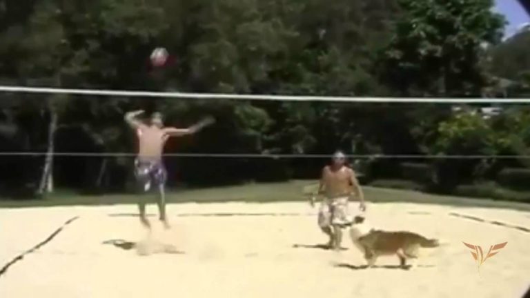 Allsportspk Team Work: Dog Teammate