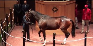 Allsportspk-The Unusual: $ 9.5 Million Horse $ Horse