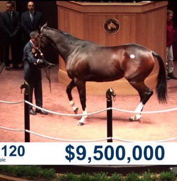 Allsportspk-The Unusual: $ 9.5 Million Horse $ Horse