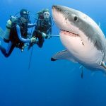 Deep Sea Diving