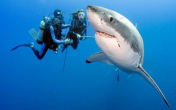 Deep Sea Diving Deadliest Sports