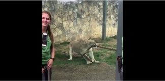 Allsportspk Unusual Snippets: Muscle Men vs Lioness Tug of War