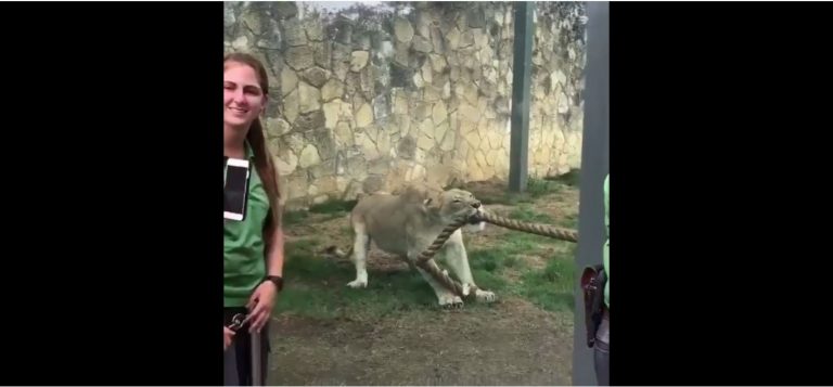 Allsportspk Unusual Snippets: Muscle Men vs Lioness Tug of War
