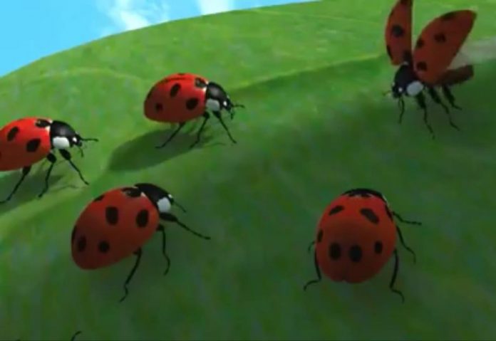 Ladybird Team Spirit