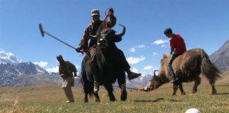 Yak Polo – Pakistan yak polo