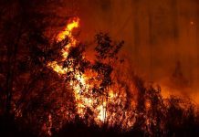 Australia Bushfires: Sports Stars Step Forward Bushfires Australia