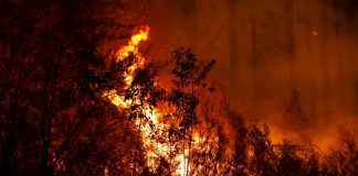 Australia Bushfires: Sports Stars Step Forward Bushfires Australia