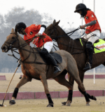 deen polo